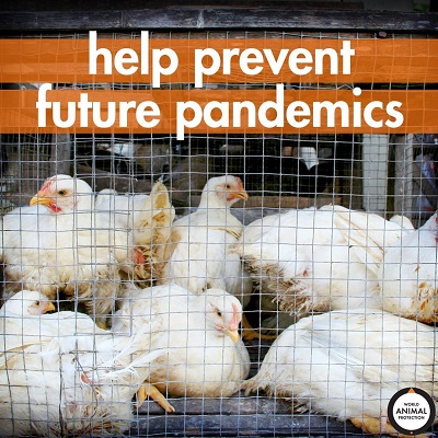 World Animal Protection Renews Call to Ban Wildlife Trade to Prime Minister 1 18224 Chickens in a cage